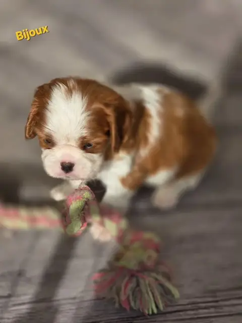 Cavalier King Charles Spaniel  Bijoux Du Royaume De P 232ee photo 3