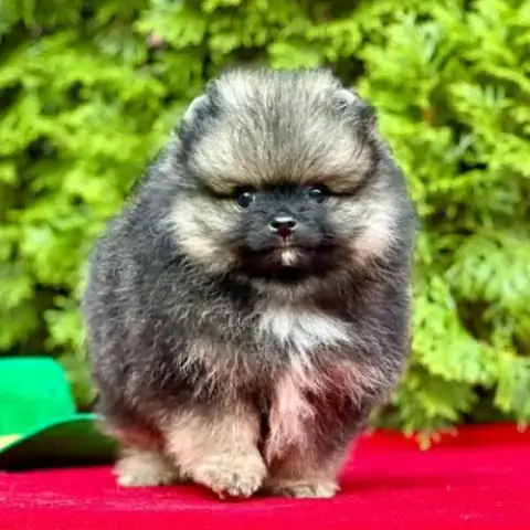 Magnifique Pomeranien Pure Race Et Robe Rare