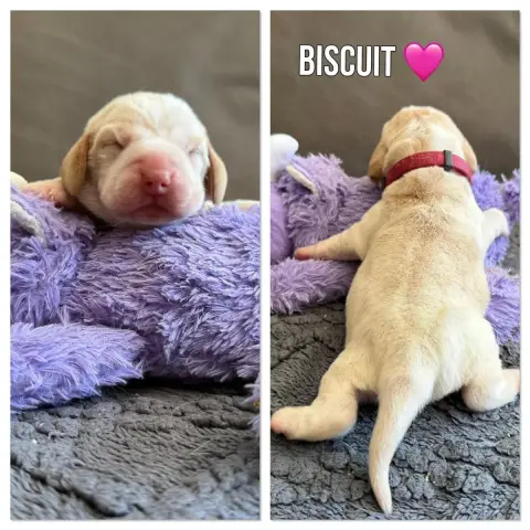 Beagle  Biscuit De La Vignelais
