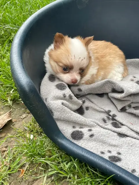 Adopter Chihuahua  Chiot N°1 De La Combe Aux Genêts