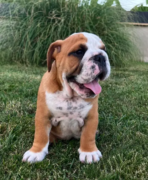 Bulldog Anglais  Boris Du Royaume De Goban