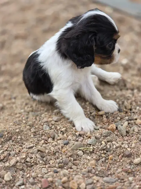 Cavalier King Charles Spaniel  Chiot N°2 Des Deux Che e4cd6 photo 3
