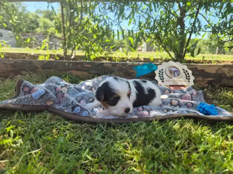 Biewer Terrier  Marron Black Of Angels Life