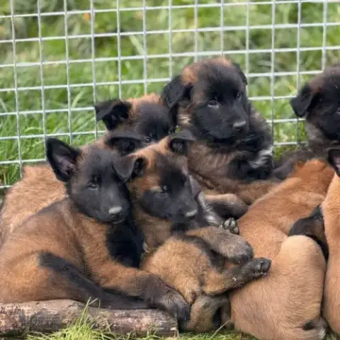 Berger Belge Malinois