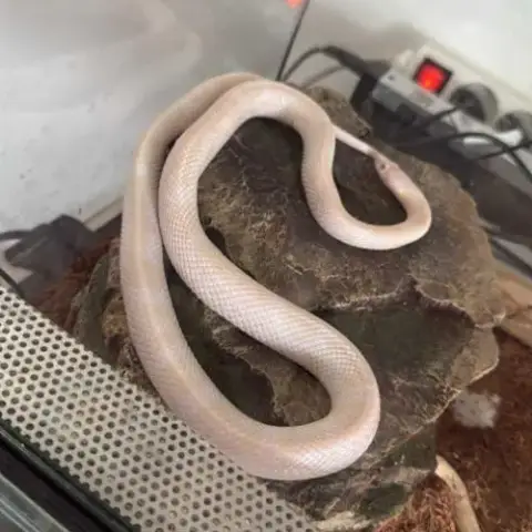 Serpent Des Blés