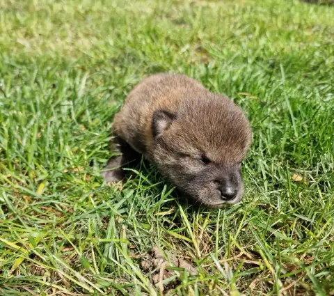 Shiba photo 2