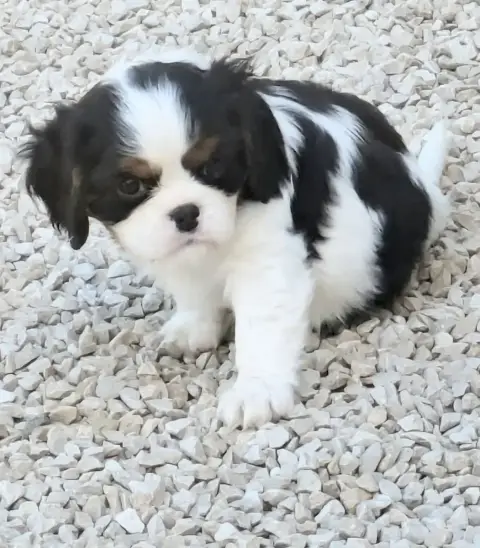 Cavalier King Charles Spaniel  Bounty Du Clan Des Bou 33a77 photo 2