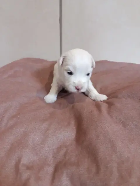 Coton De Tulear  Bleu Du Haut De Champfleury photo 2
