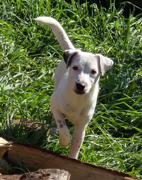 Jack Russell Terrier  Atlas De La Bruyère De Jade