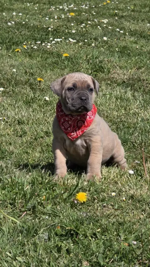 Cane Corso  Chiot N°5 Des Terres Des Forges