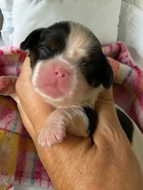Cavalier King Charles Spaniel 
                       3fe82