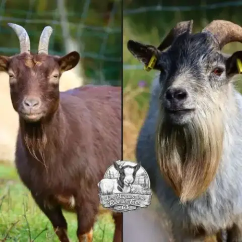 Chèvres Et Boucs Castrés