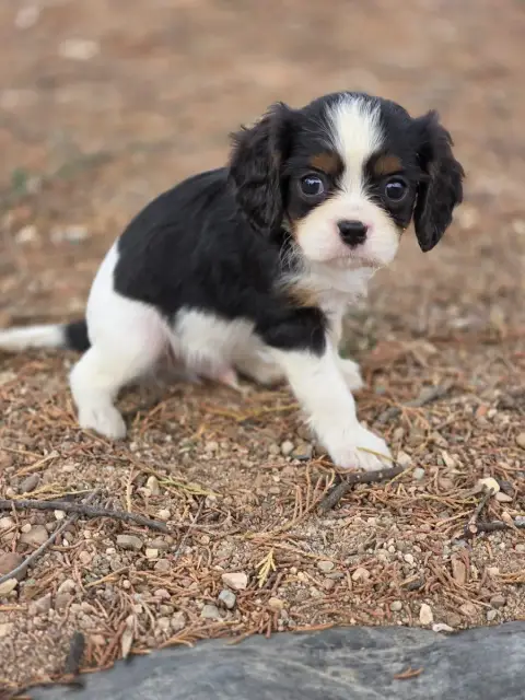 Cavalier King Charles Spaniel  Chiot N°1 Des Deux Che 50e2c photo 3