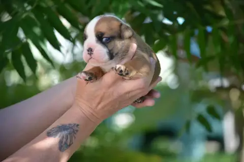 Bulldog Anglais photo 2