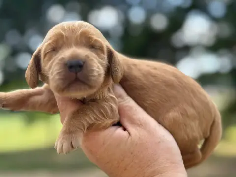 Cocker Spaniel Anglais  B6 Du Clos De La Majesty