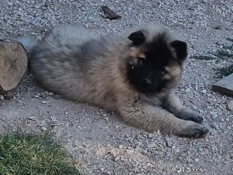Eurasier photo 3