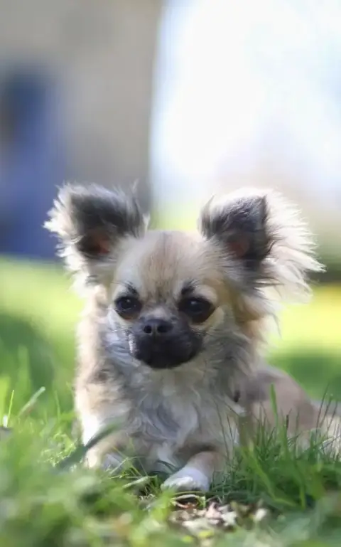 Chihuahua  Bonita Noire Et Blanche De La Terre Des Me 53ec6 photo 3
