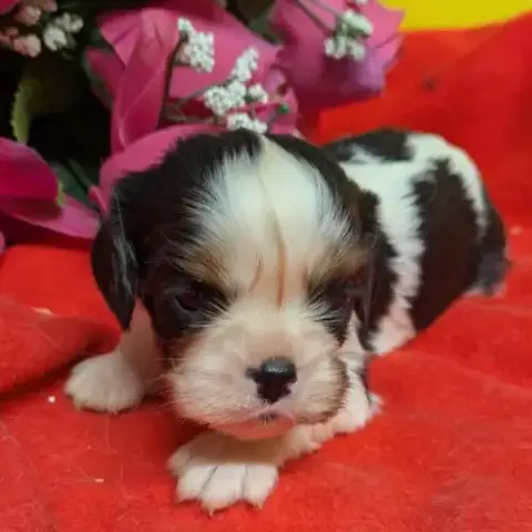 Cavalier King Charles