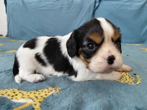 Cavalier King Charles Spaniel  Ft2 De La Horde Royale 60572