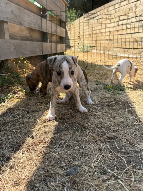 Adopter Whippet 
                        Chiot N°1 Des Soft M 3071a