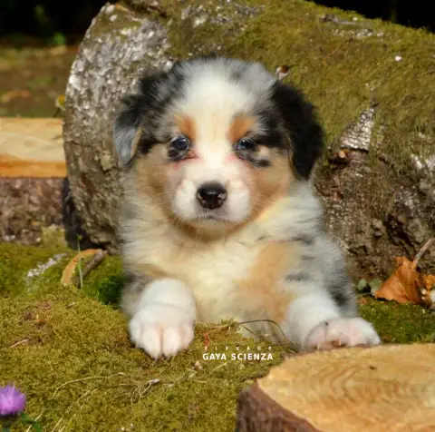 Berger Australien  Chiot N°1 Des Monts De La Gaya Sci 3c990