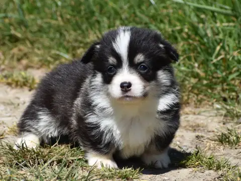 Welsh Corgi Pembroke  Baia De La Folle Emprise photo 2