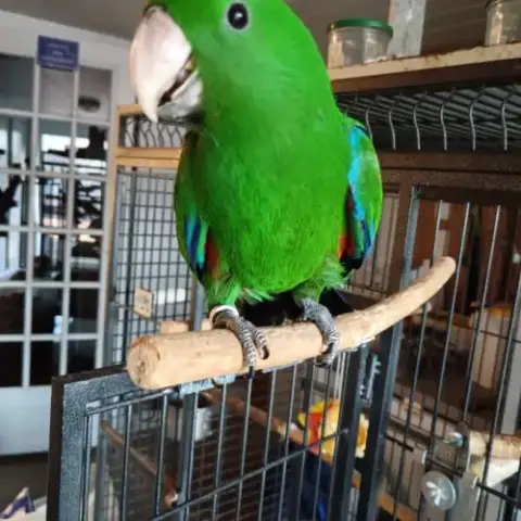 Grand Eclectus Élevé À La Main