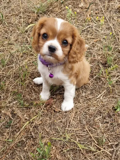 Cavalier King Charles Spaniel  B... Du Petit Brilloua 7229a