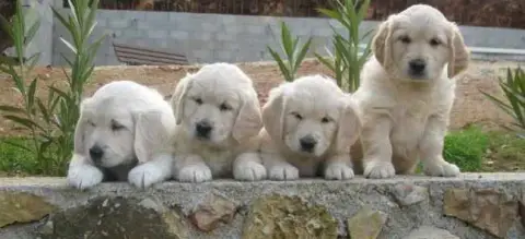 Golden Retriever  Chiot N°3 Des Carrieres De Poincy fa7b7
