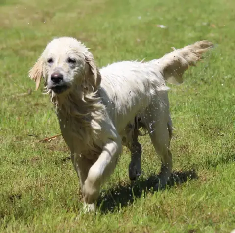 Golden Retriever photo 2