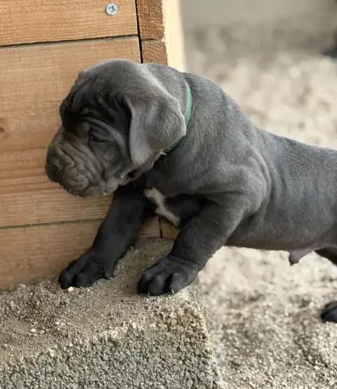 Cane Corso  Collier Vert Arvernmolosse photo 3