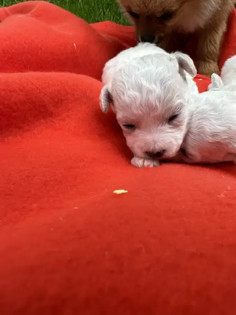 Bichon Frise  Chiot N°3 Du Moulin De Madjurie