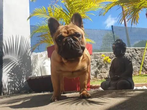 Bouledogue Français photo 3