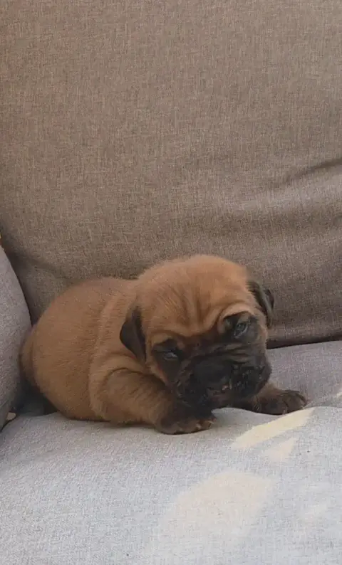 Dogue De Bordeaux 
                        Chiot N°1  91faf photo 2