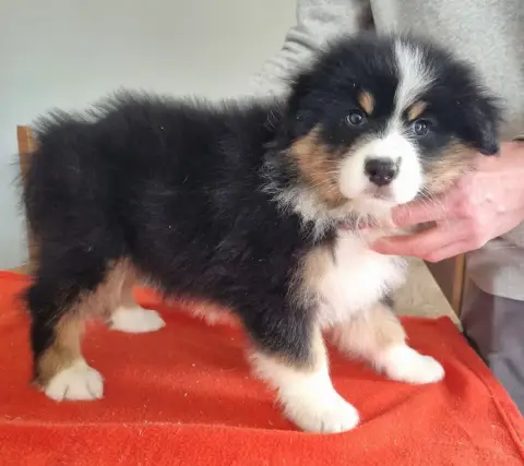 Berger Australien  Chiot N°4 Des Hirondelles Du Voyag 09e7f photo 2