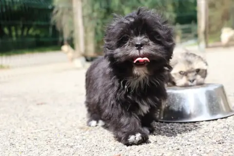 Lhassa Apso  Bohème Der Lenn photo 3