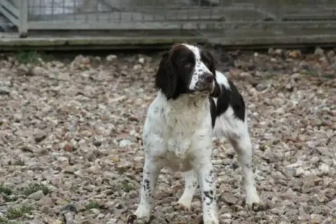 English Springer Spaniel  Chiot N°2 Du Royaume Des Bo ca78b photo 3