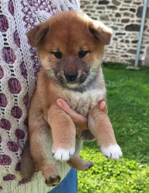 Shiba  Chiot N°4 Du Sceau- photo 2