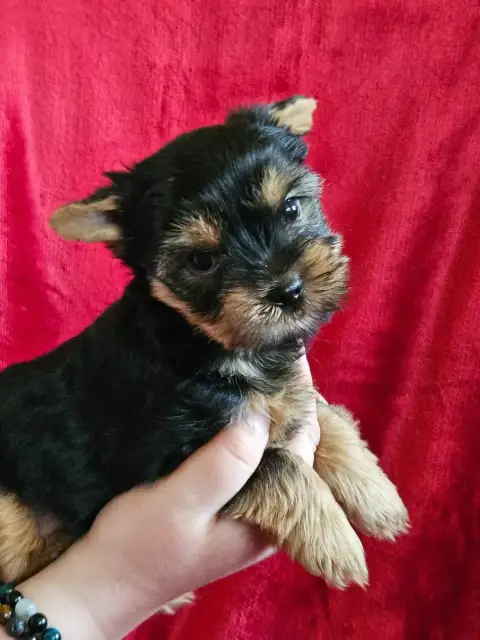 Yorkshire Terrier  Bernard De La Vallee De Cande photo 2