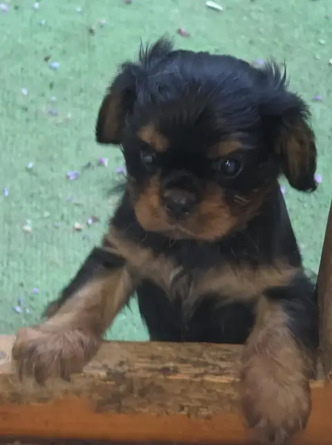 Cavalier King Charles Spaniel  Chiot N°1 Vom Der Rite 4f481