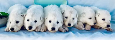 Berger Blanc Suisse