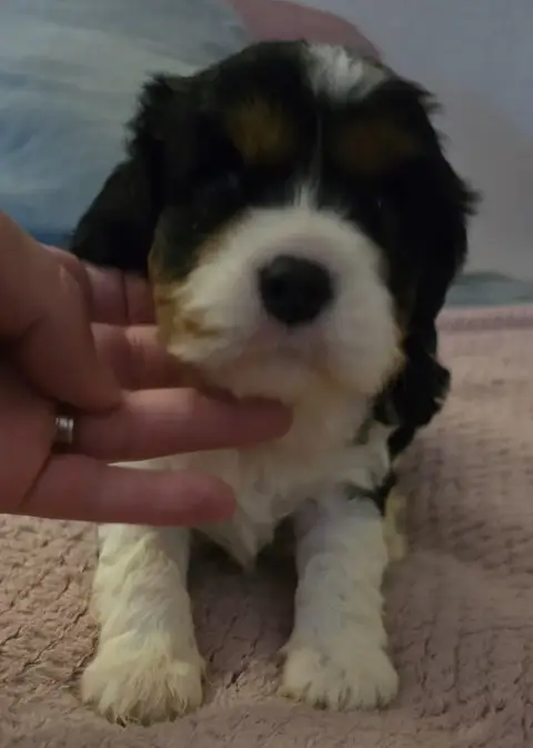 Cavalier King Charles Spaniel  Chiot N°3 Du Domaine D d4a91