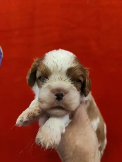 Cavalier King Charles Spaniel  Joli Male Blenheim Du  6cf5f