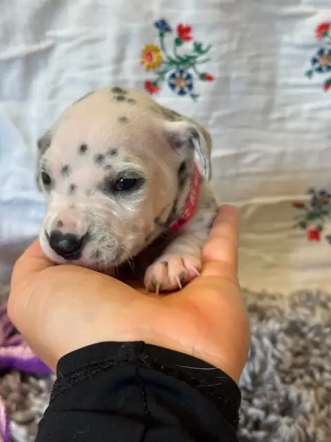 Dalmatien  Collier Rose Des Gardiennes De La Vallée D 38645