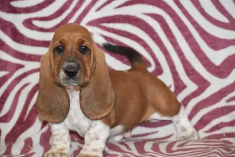 Basset Hound  Bretzel Des Mille Et Une Roses