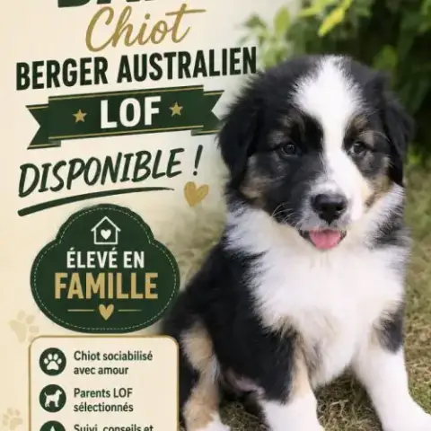 Chiot Berger Australien Lof