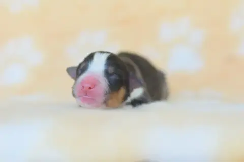 Berger Australien  Chiot 1 Roz Liammet photo 2