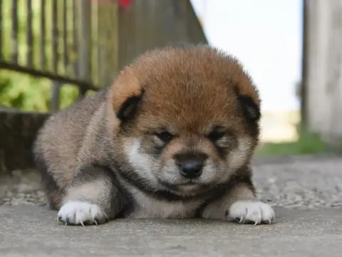 Shiba 
                        Femelle Sésame Noire D 6e1c1