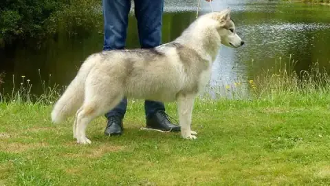 Siberian Husky  Chiot 3 Du Royaume Des Horizons D'Or b44a5 photo 3