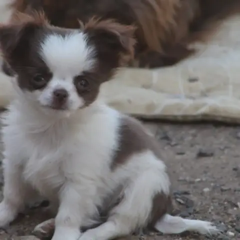 Chihuahua  Chiot 5 De L'Arche De Lolita photo 2